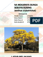 6A - FENOMENA MEKARNYA BUNGA TABEBUIYA KUNING (Handroanthus Crysotrichus)