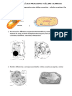 Actividad Nº 1b Células Procariotas y Células Eucariotas