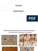 TEJIDO-NERVIOSO-1