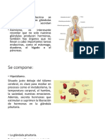 Sistema Endocrino Biologia