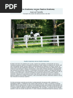 Equine Anatomy verses Equine Anatomy