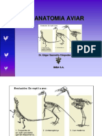 Anatomía Aviar PDF