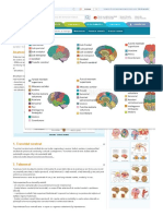 Encefalul Creierul Anatomie Si Fiziologie PDF