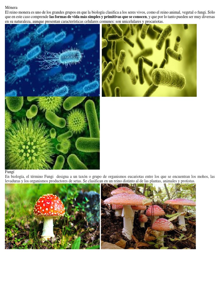 Clasificación de los Reinos Biológicos | PDF