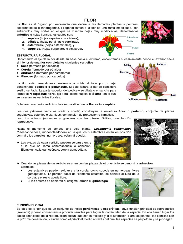 Estructura y Función de las Flores | PDF | Flores | Polen