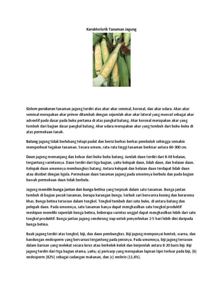 Karakterisrik Tanaman Jagung Pdf