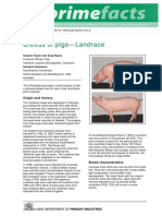 Breeds of Pigs-Landrace - Primefact 63-Final