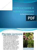 Proiect-Plante Carnivore Si Nutriția Carnivoră
