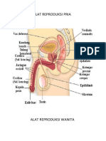 Alat Reproduksi Pria-Wanita