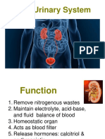 032 Urinary System