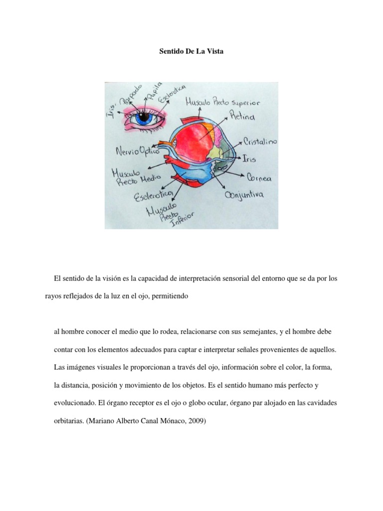 Sentido de La Vista | PDF | Ojo humano | Especialidades Medicas