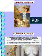 Clase 01 Glandula Mamaria - Pps