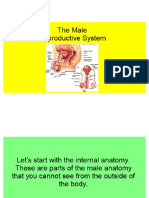 the male reproductive system