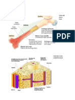Partes Del Hueso Largo - 1