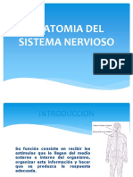 Anatomia Del Sistema Nervioso Ok