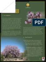 Olneya Tesota (Palo Fierro) PDF