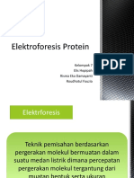 Elektroforesis Protein 2a