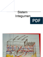 Anatomi FISIOLOGI SISTEM INTEGUMEN