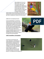 Aves Exoticas