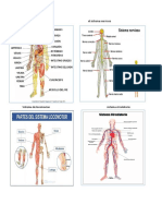 Sistemas Del Cuerpo Humano