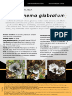 Infograma Dictyonema Glabratum - I 2019 PDF