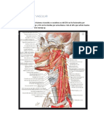 Trauma Cuello y Vascular