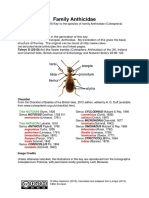 Family Anthicidae, key to British species