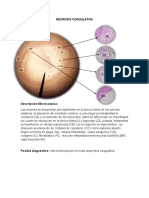 Necrosis Coagulativa