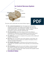 Anatomy of The Central Nervous System