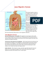 Human Digestive System