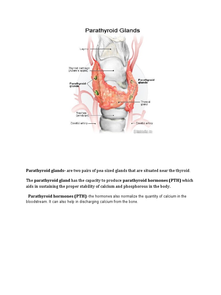 Parathyroid Glands and Hormone Function | PDF