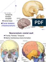 Skull Anatomy Guide