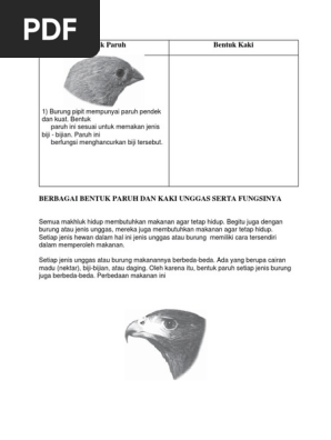 9900 Gambar Cakar Unggas Gratis Terbaru