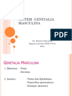 03. sistema genitalia masculina (1).ppt