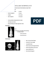 Premolare Morphology