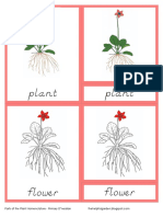 Parts of The Plant Primary Nomenclature Cards (Red Isolation) D'nealian PDF