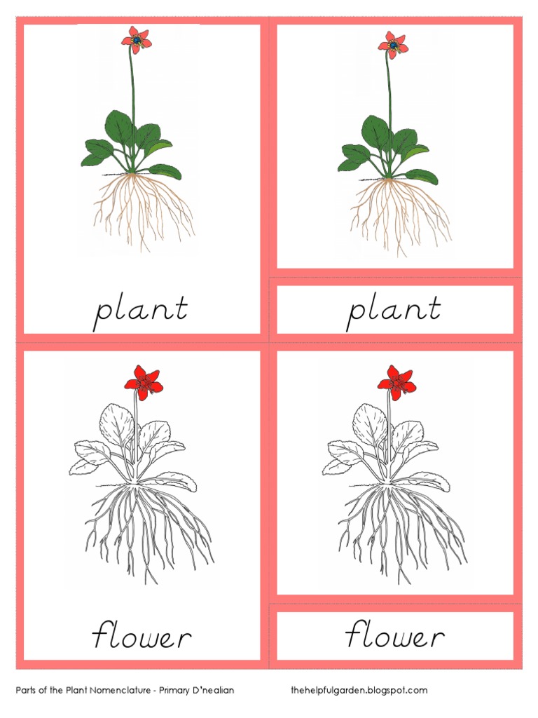 buy peony plants Edulis Superba Peony main image 1
