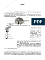 40824981-Sistemul-Osos.pdf
