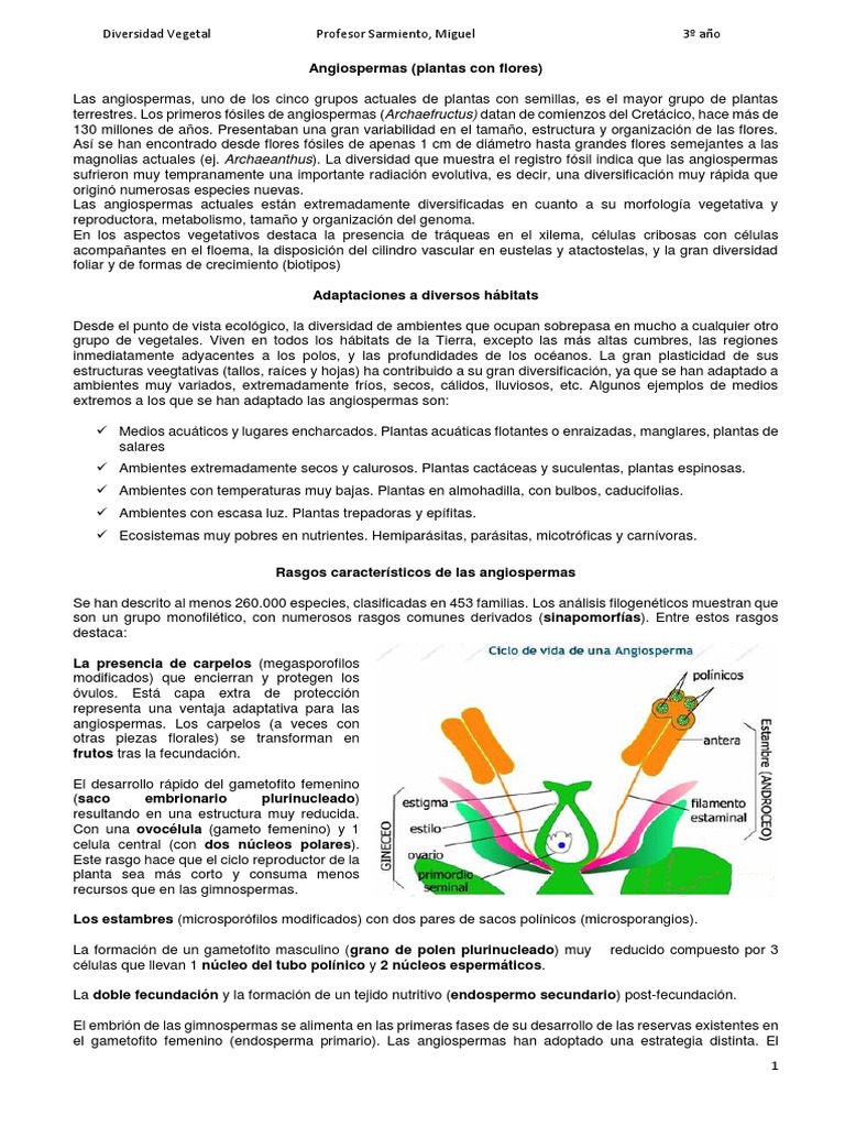 Diversidad y Adaptaciones de Angiospermas | PDF | Flores | Fruta