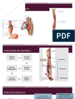 Anatomía quirúrgica