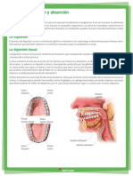 Ingestion Digestion Absorcion Humanos