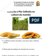 Colheita e Pós Colheita na cultura do mamão