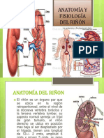 423548102-Anatomia-y-Fisiologia-Del-Rinon
