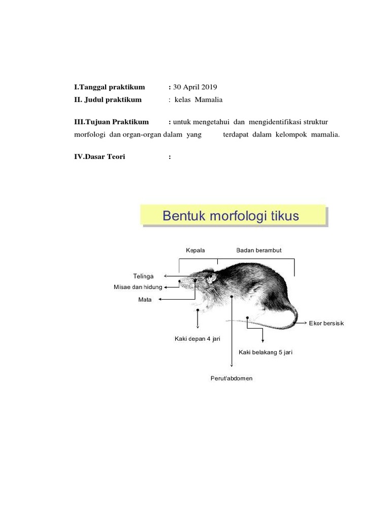Laporan Praktikum Tikus Mamalia | PDF