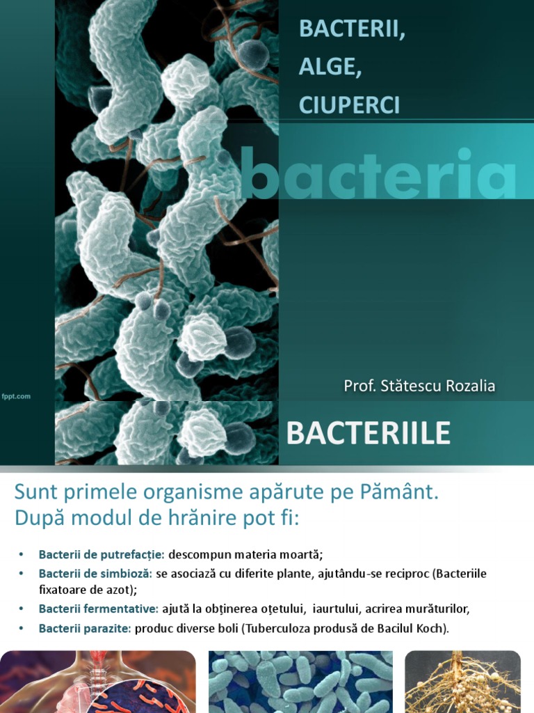 Bacterii hranire, Bacterie | constiintaortodoxa.ro