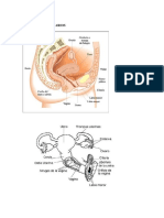 EL UTERO Y LOS OVARIOS - PDF