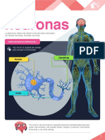 Las neuronas