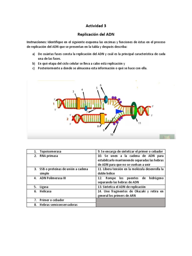 Actividad 3. Replicación Del ADN | PDF