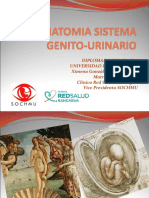 Anatomia Sistema Genito-Urinario