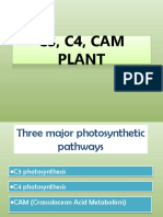 C3, C4 and CAM Plants